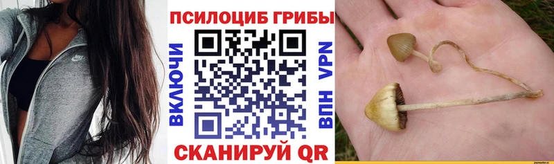 наркошоп  Снежногорск  Псилоцибиновые грибы Psilocybe 